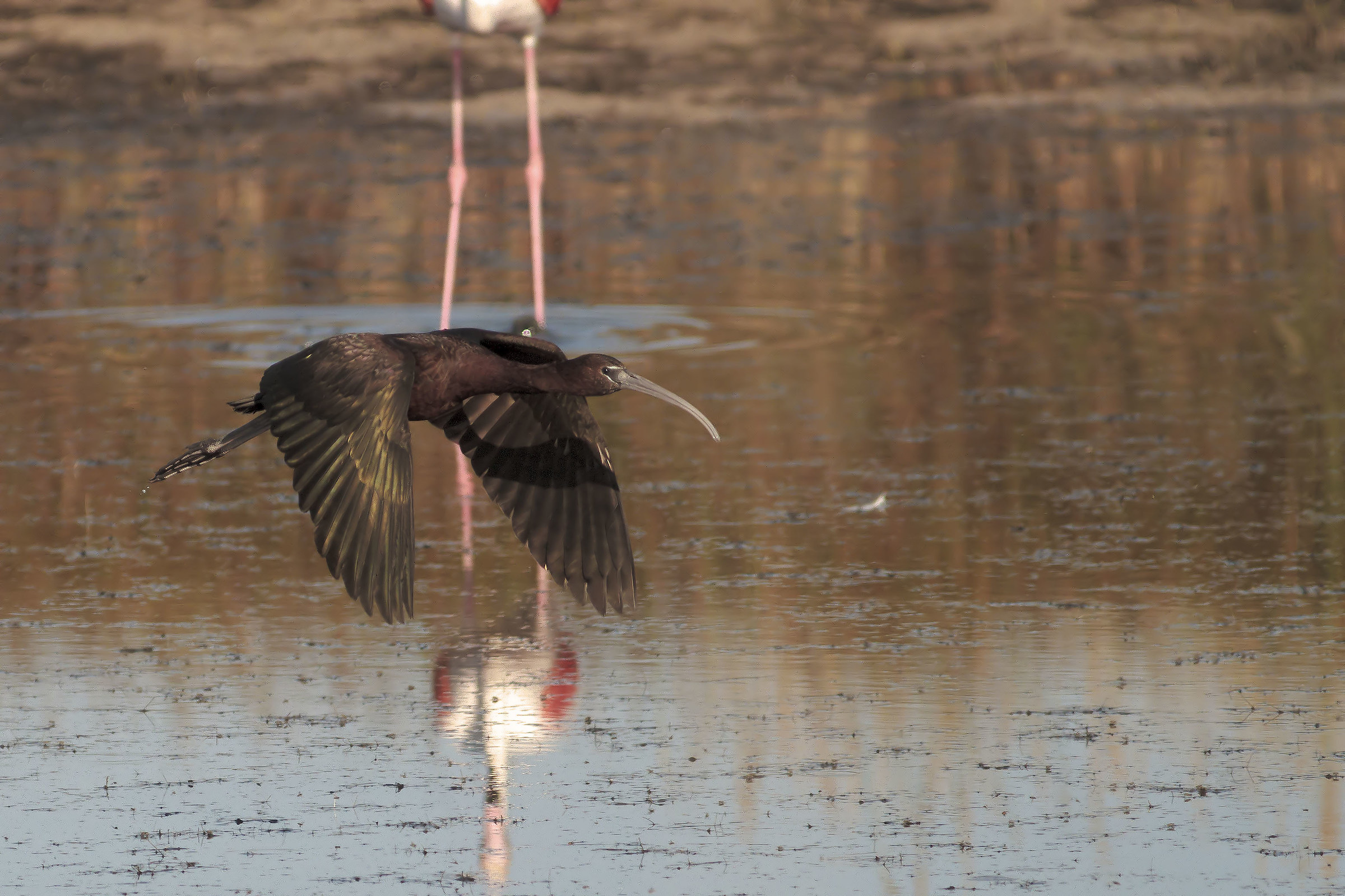 Glossy ibis