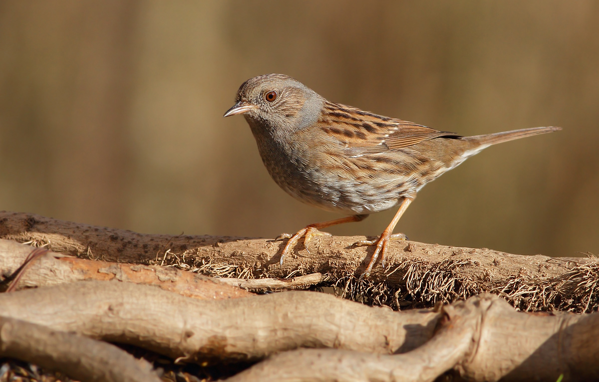 Dunnock