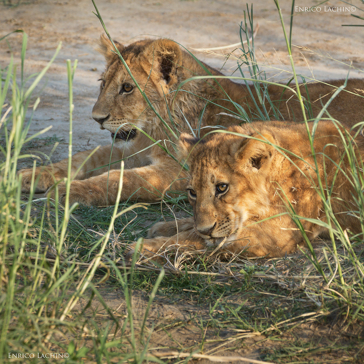 Lion cubs