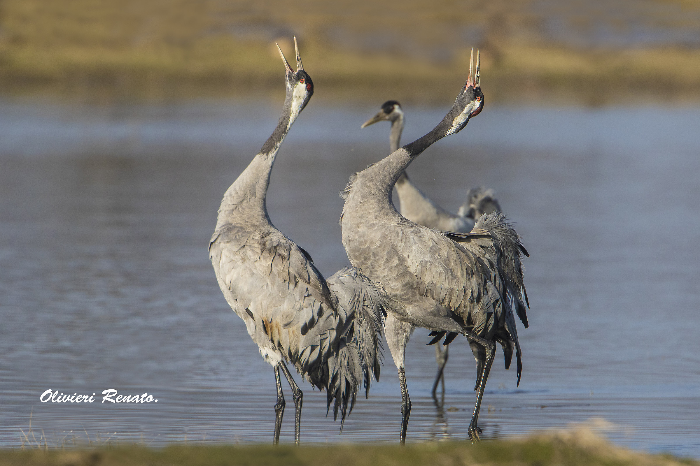 Dance of the cranes