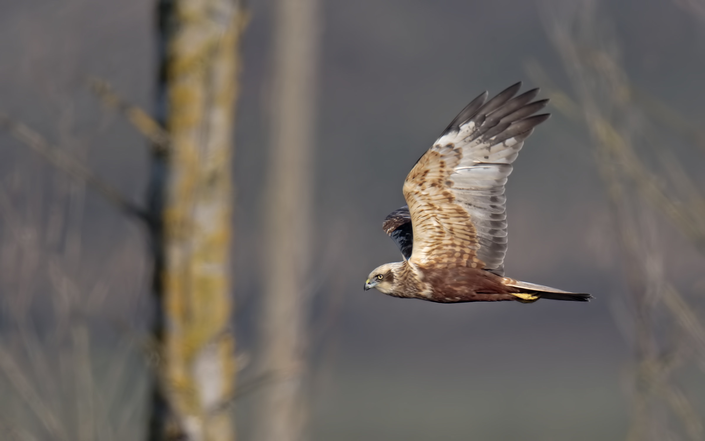 Marsh Harrier in hunt ..