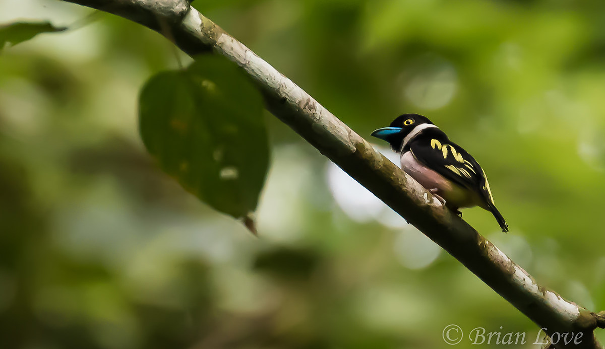 For The Record.......Black and Yellow Broadbill