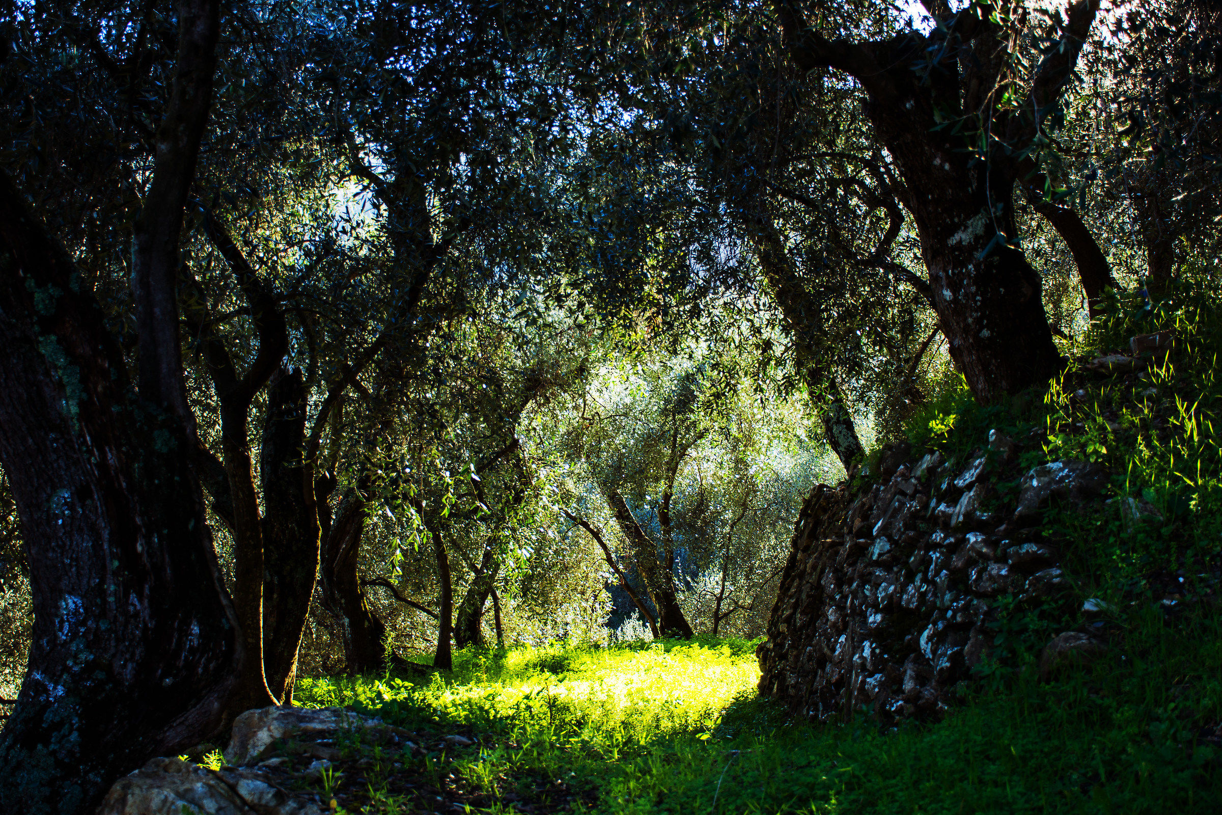 light through the olive groves