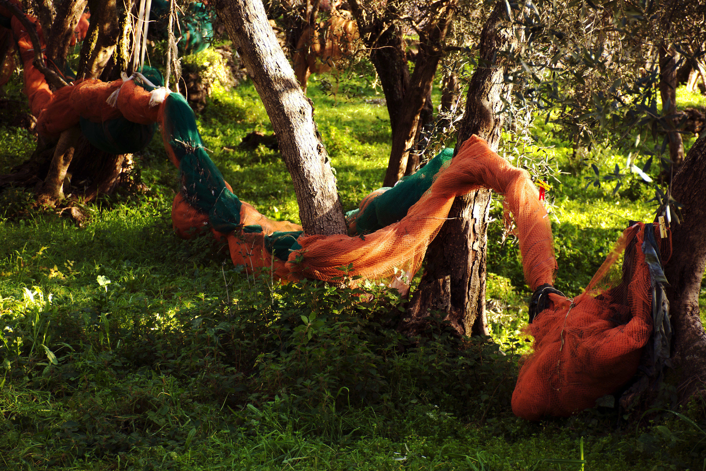 networks among the olive trees