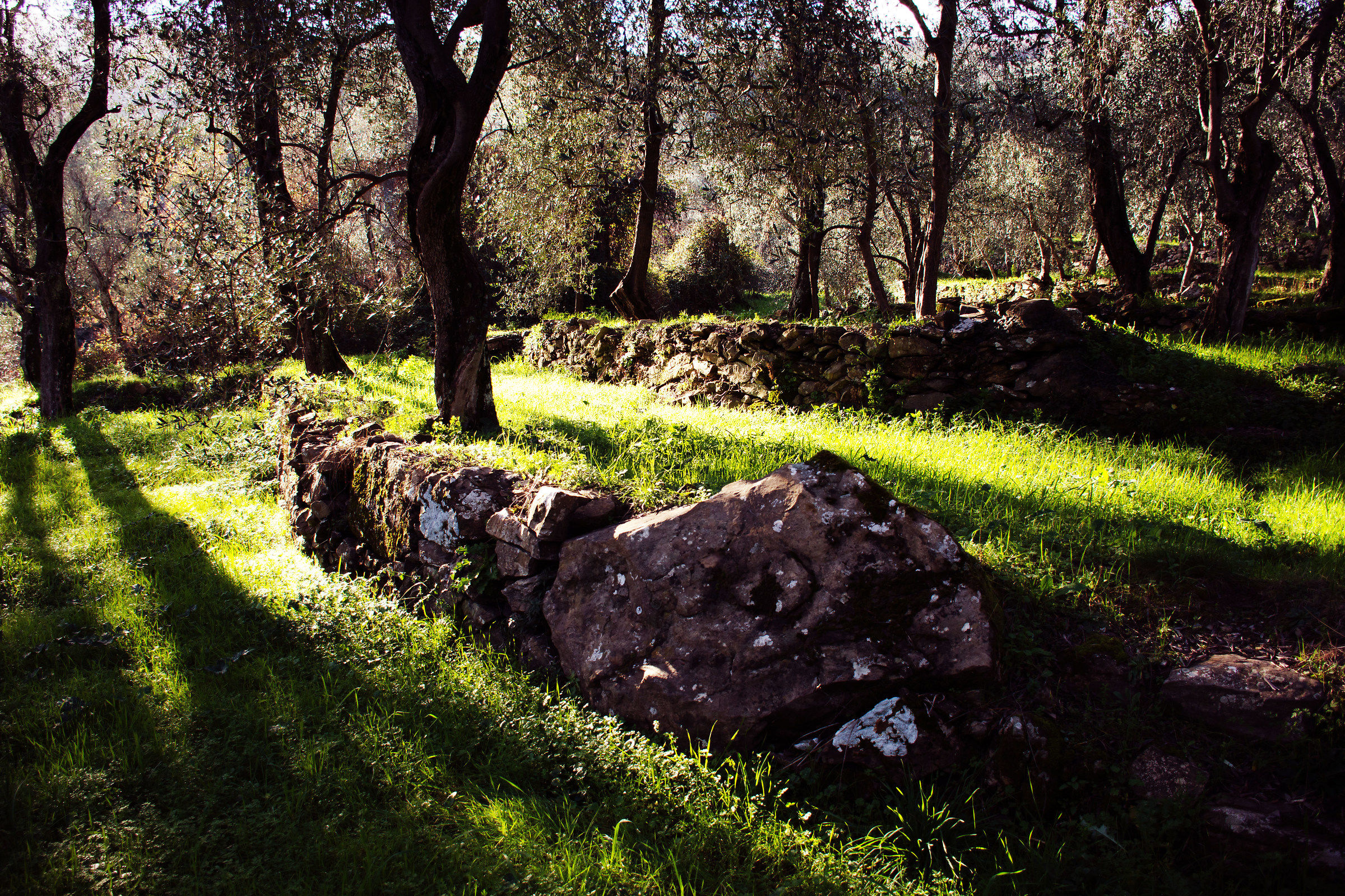 olive trees and light