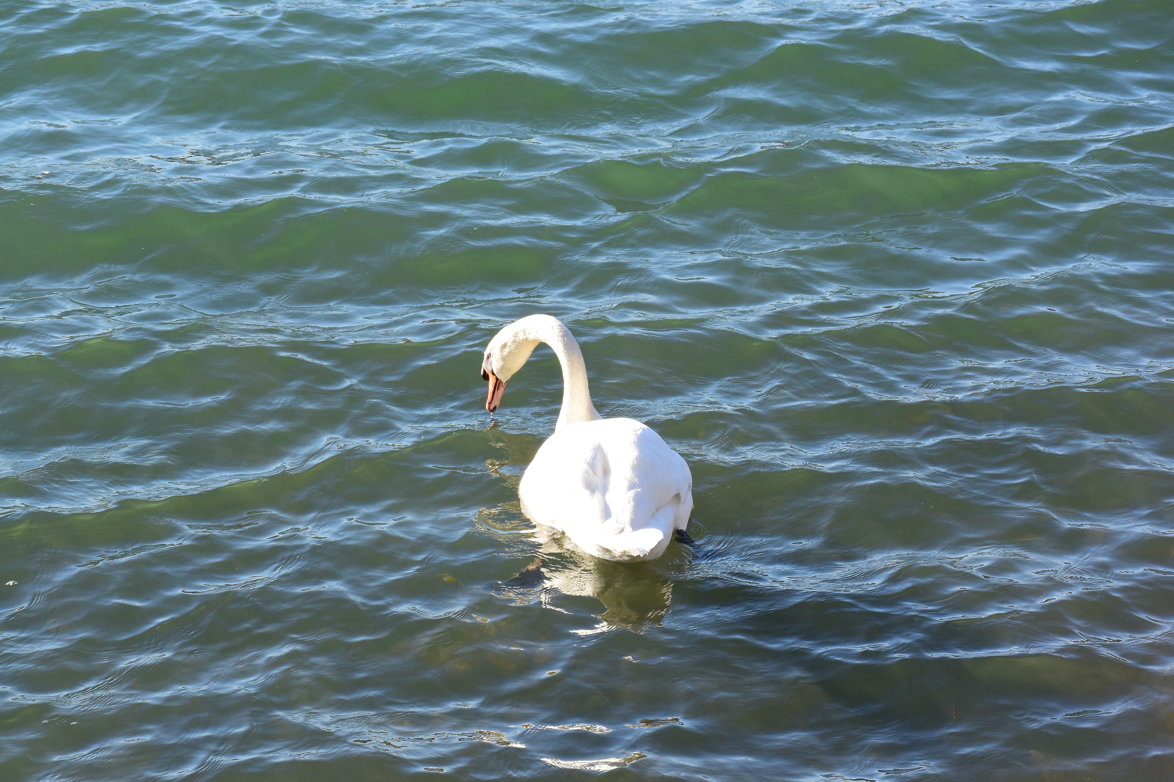 Swan