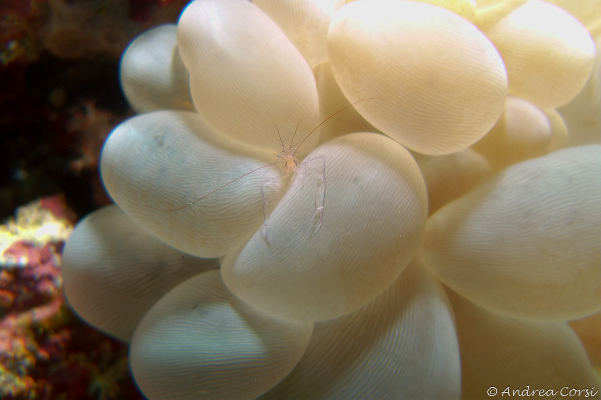 Shrimp nell'anemone