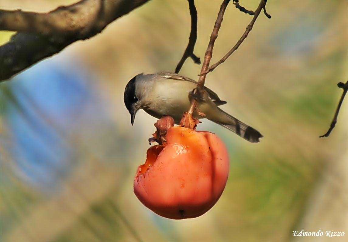 Blackcap