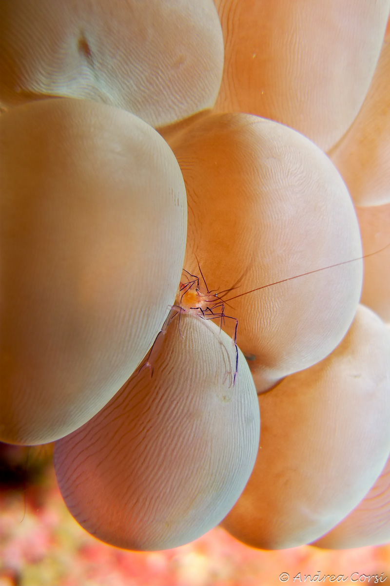 Shrimp on the bubble