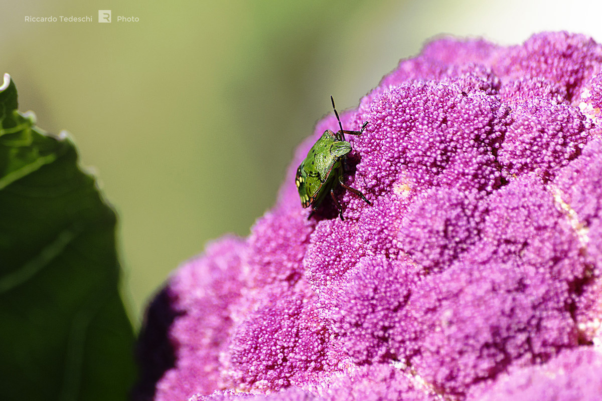 La passeggiata della cimice