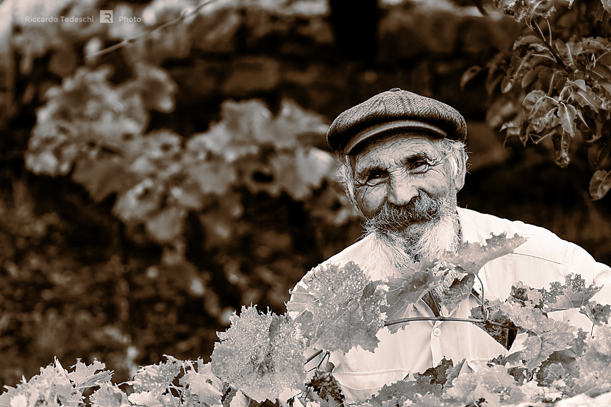Il vecchio e il vigneto