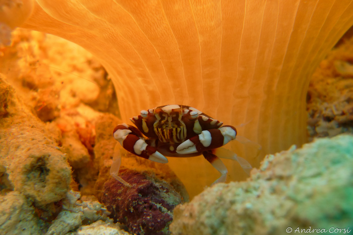 Crab under the fungus