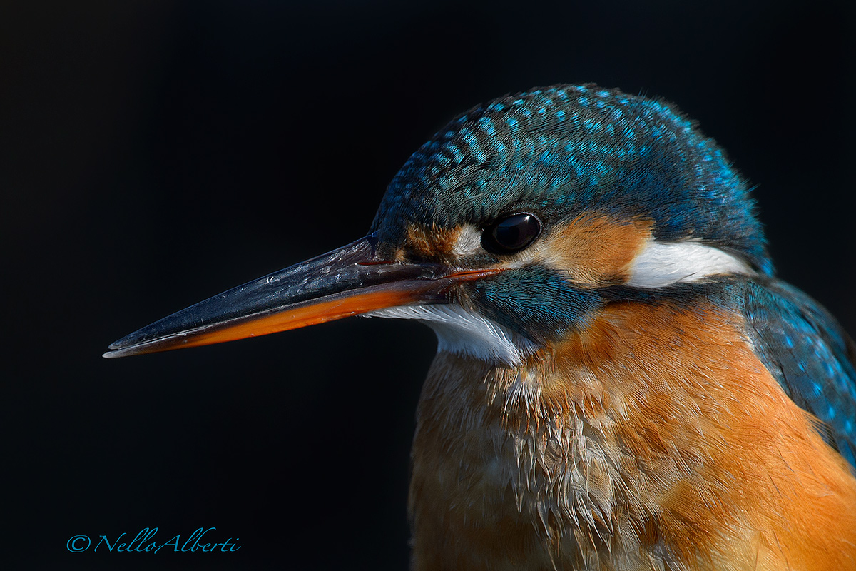 Kingfisher portrait