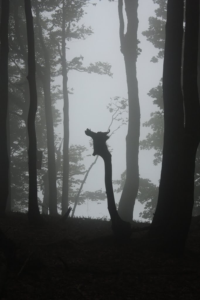 Reality 'or fantasy ....