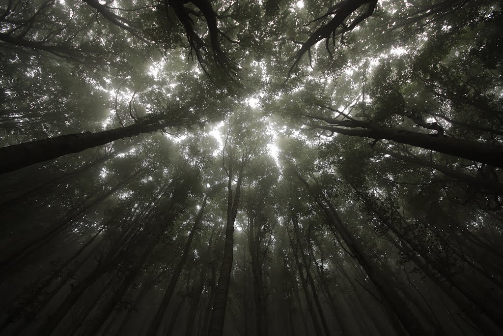 The sky over the name of the trees.