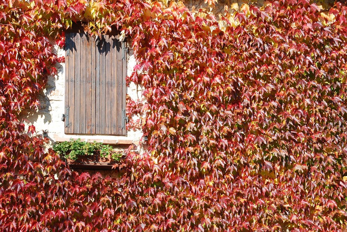 Parete e rampicanti autunnali