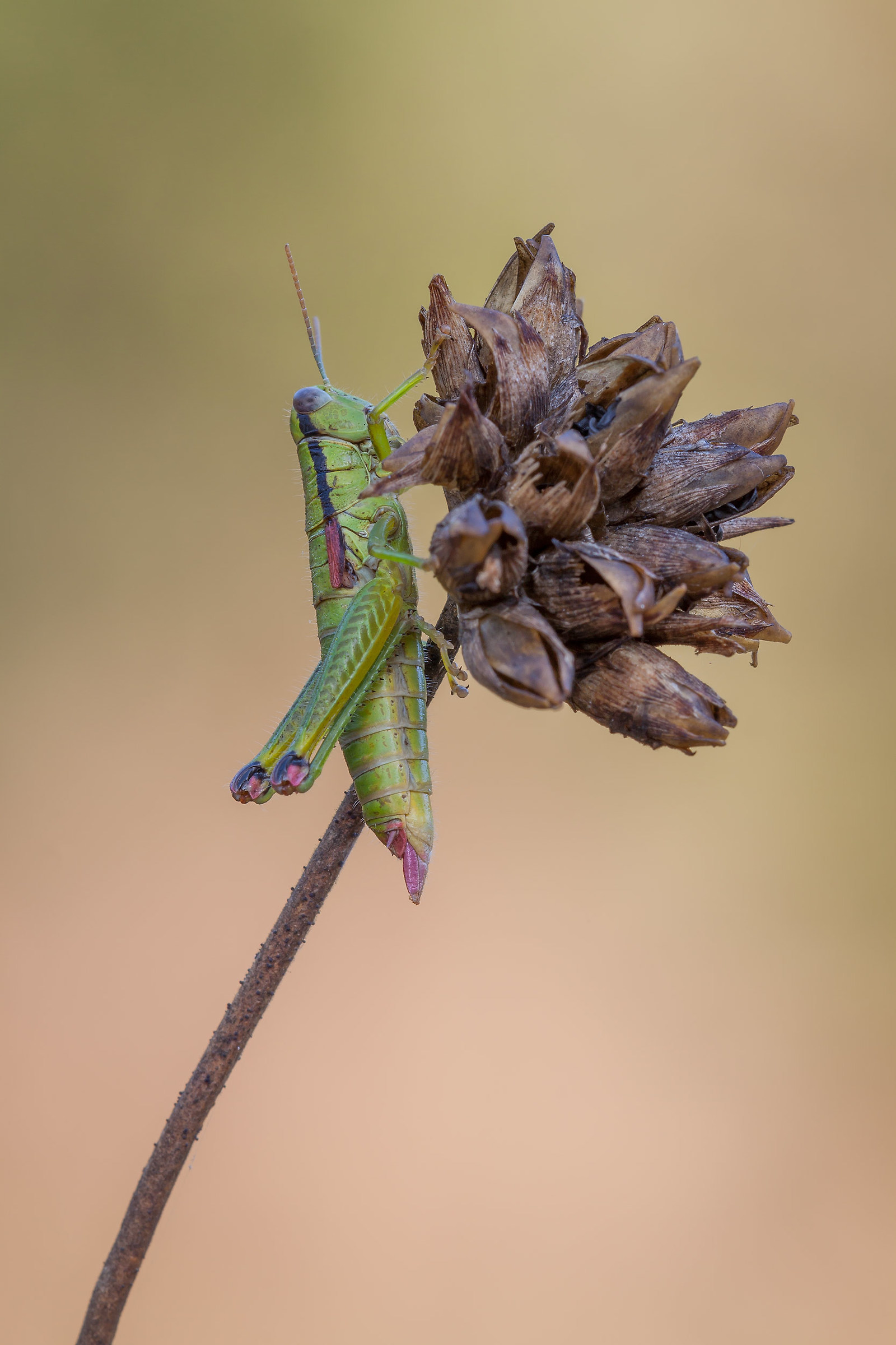 Odontopodisma decipiens