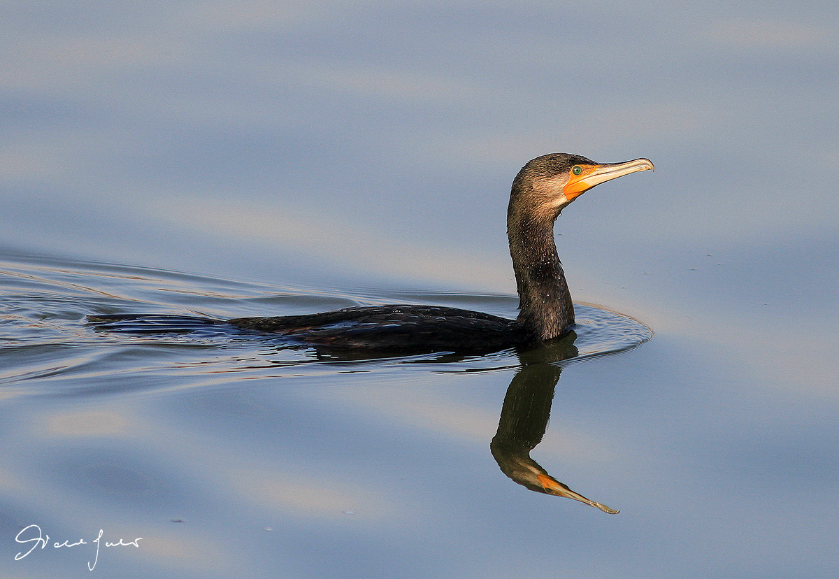 Cormorant