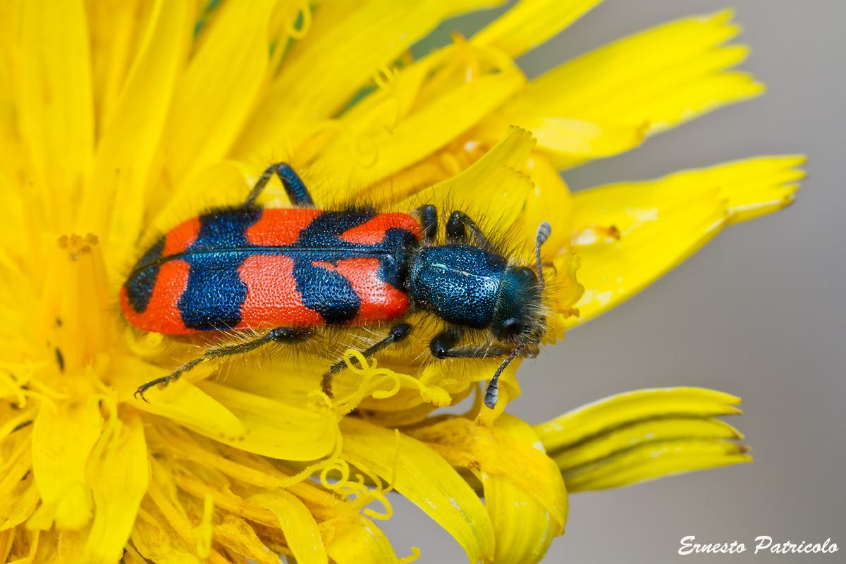 Hexapoda Coleoptera Cleridae Trichodes alvearius