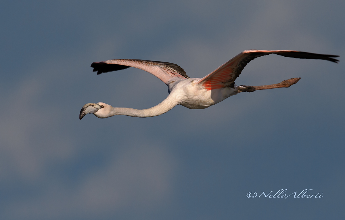 fenicottero rosa immaturo