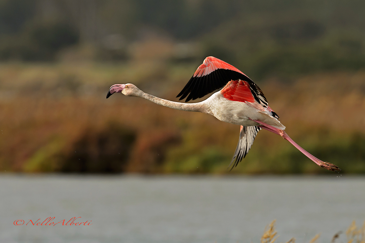 fenicottero rosa in volo radente