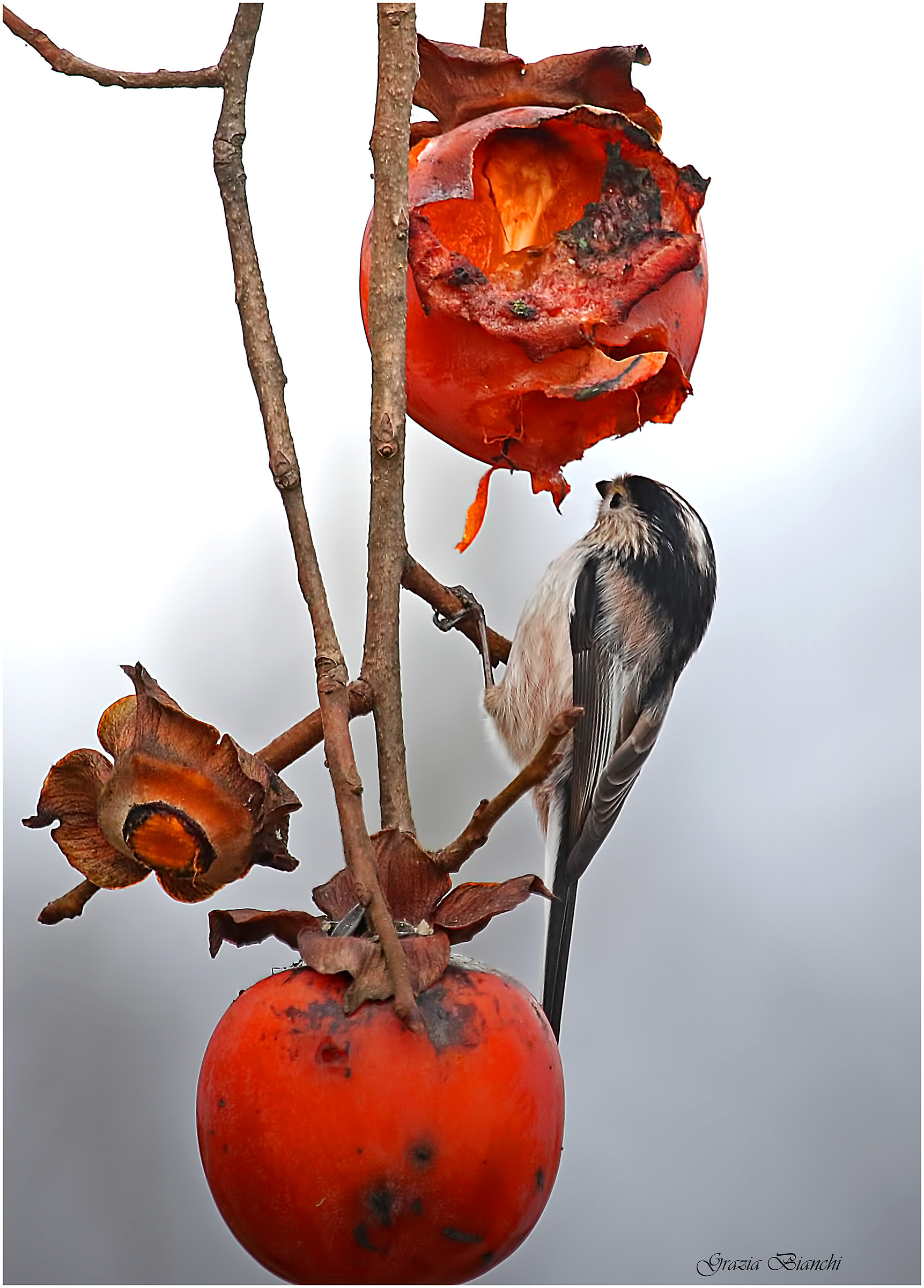 Codibugnolo - Parco della Piana