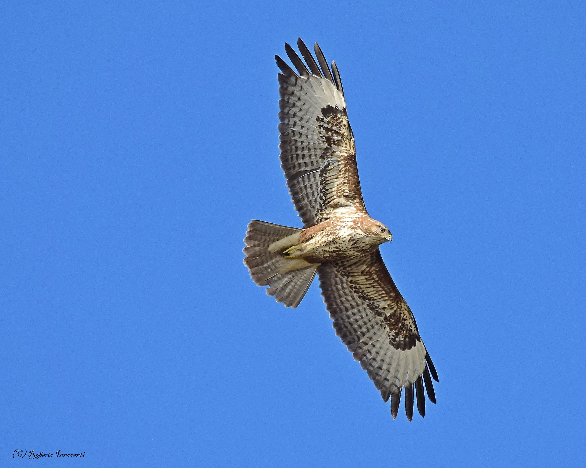 Ogni tanto la incrocio.