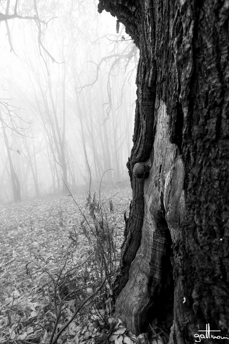 the home of the elves