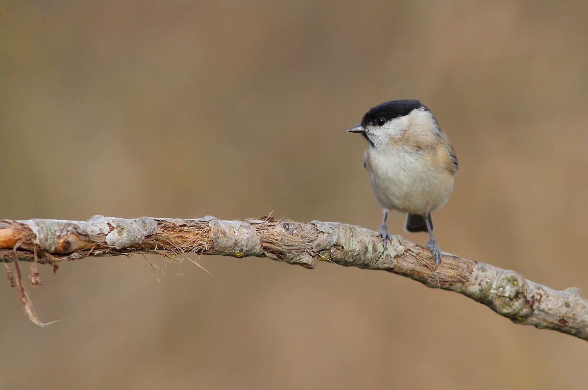 Chickadee