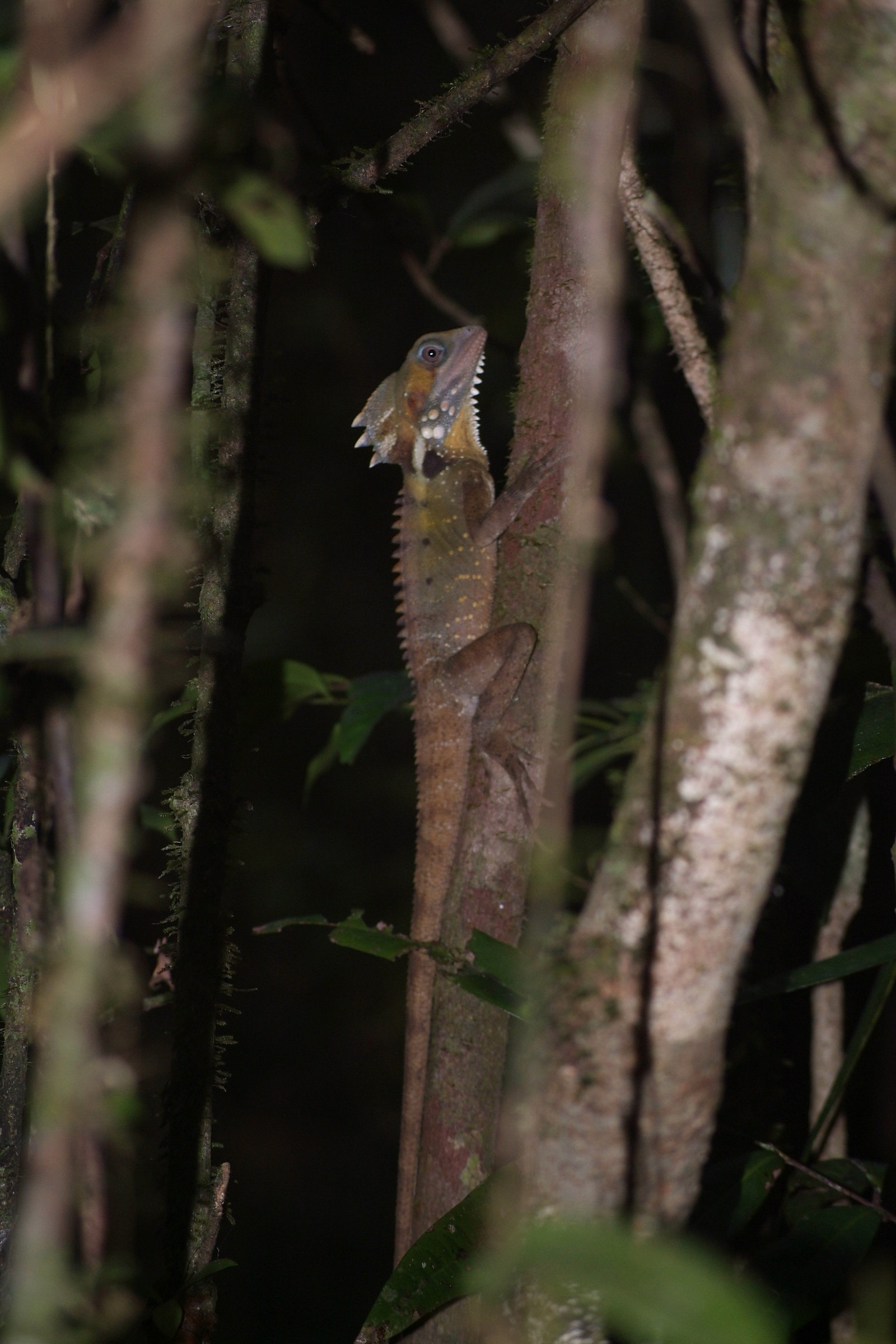 Pure nella foresta tropicale mi accecano col flash