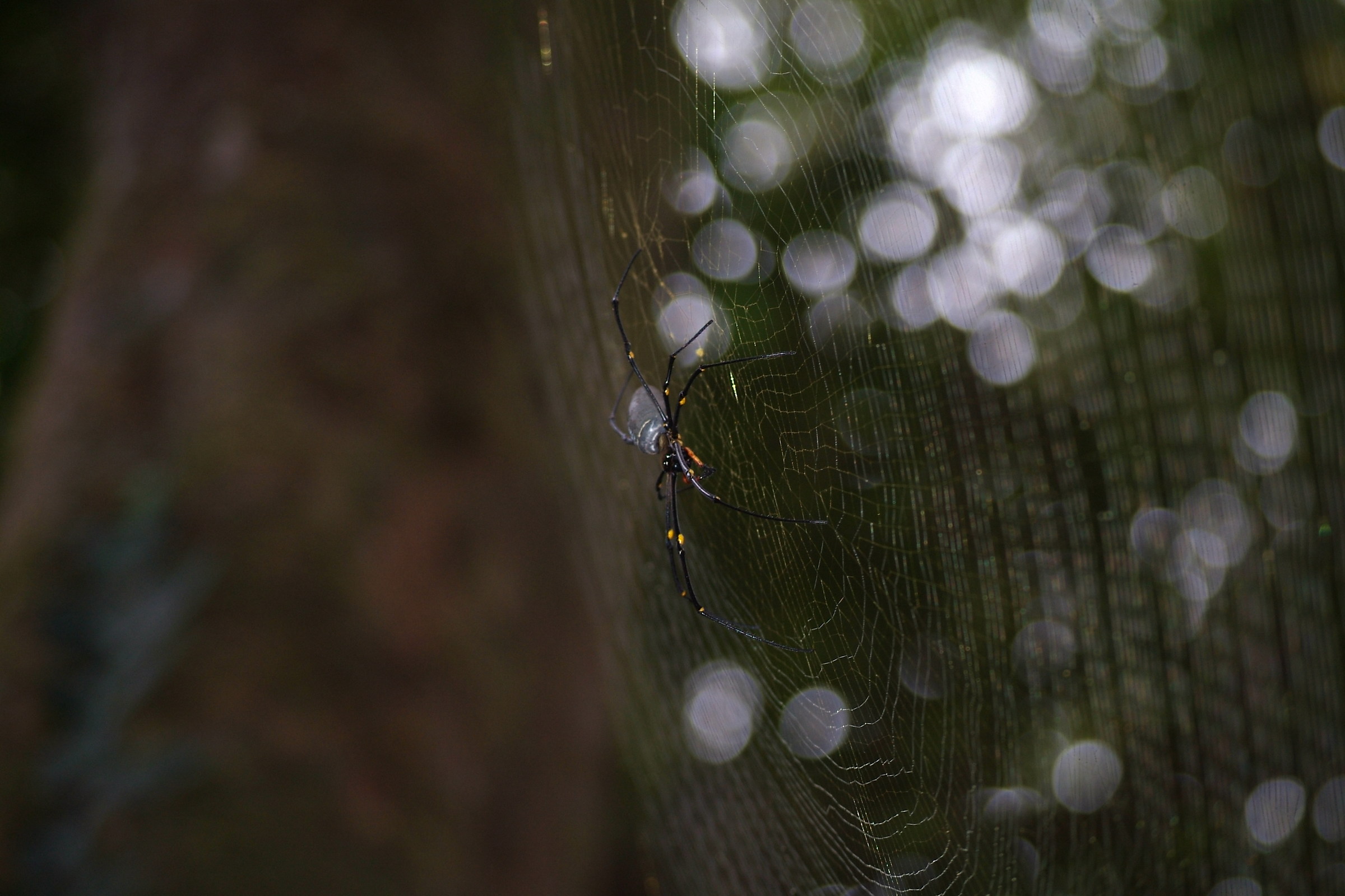 Speriamo di prender qualcosa