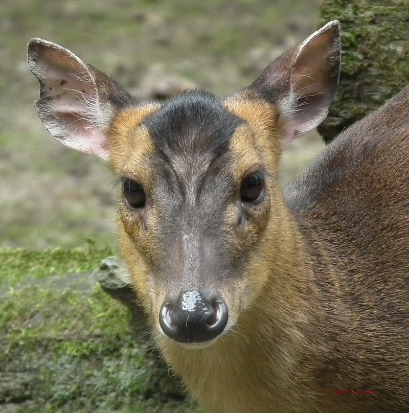n ° 1 - pudu deer deer park the bog nine