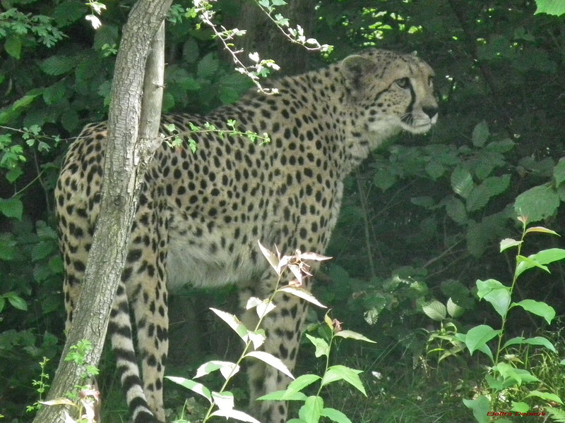 # 2 - The cheetah Animal Park Torbiera Novara