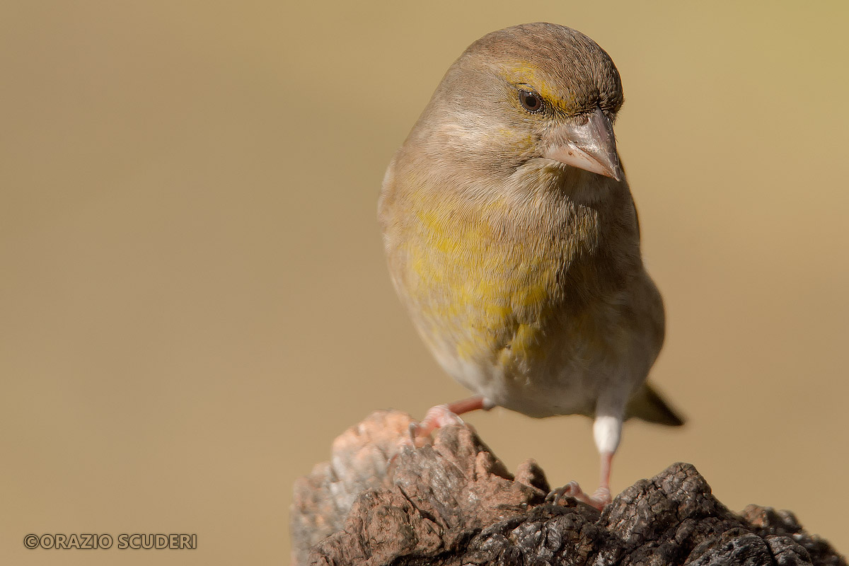 Carduelis chloris