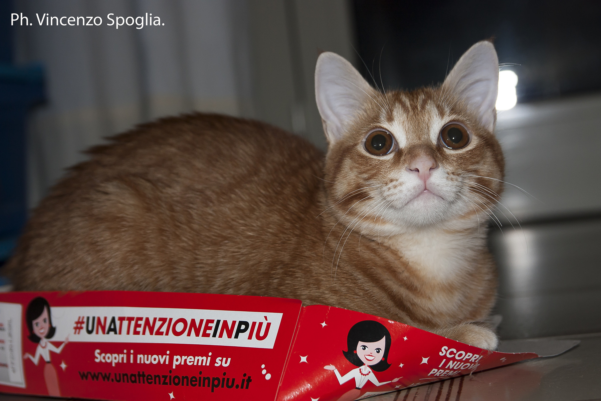 Who gives me an extra attention?