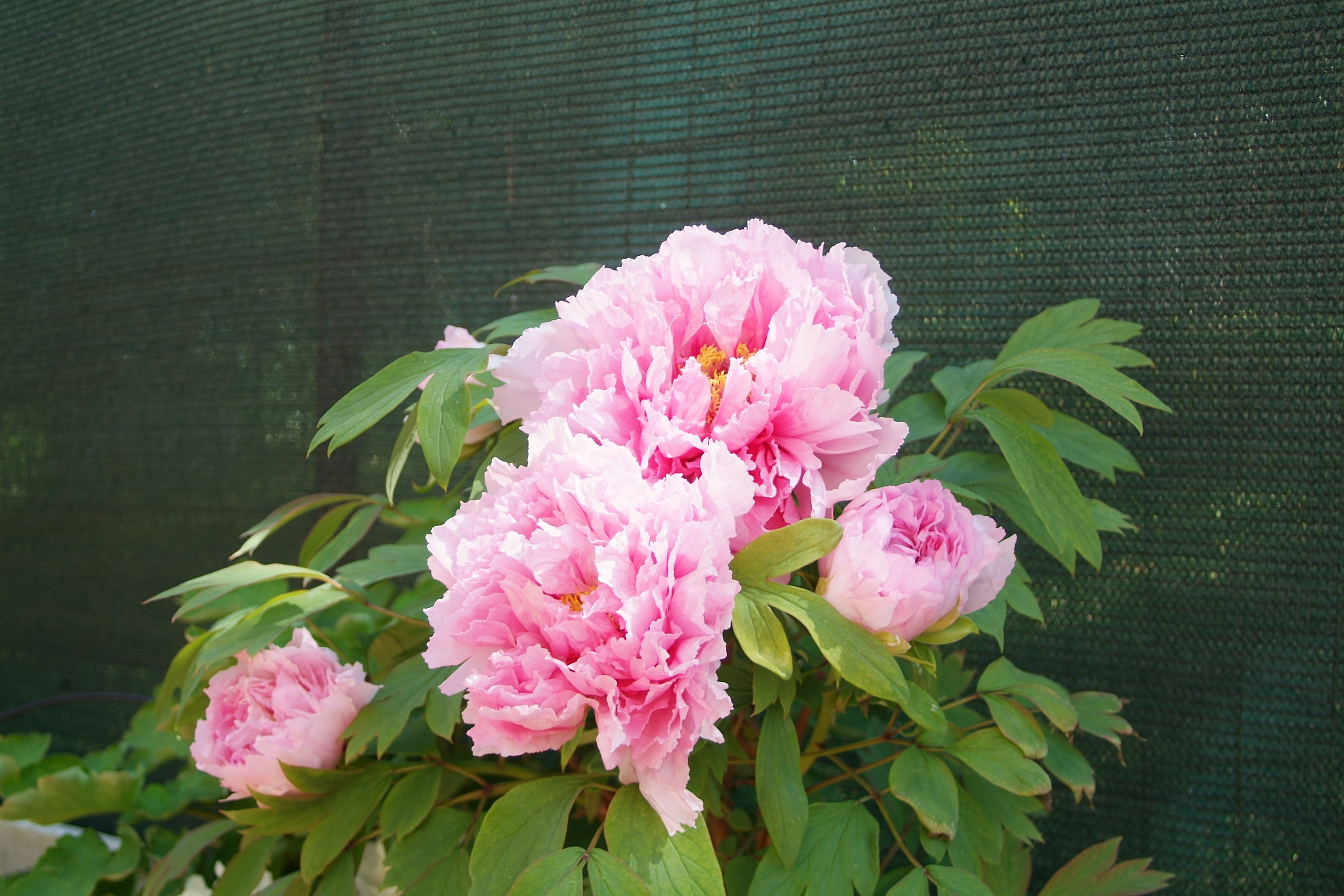 Peonia