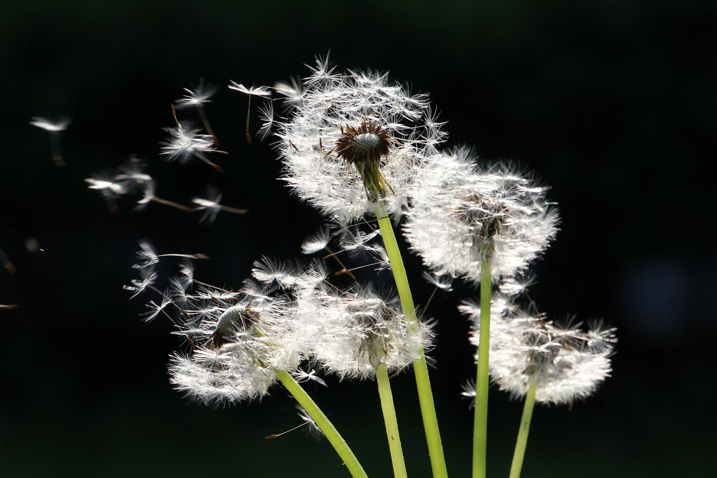 remembering the summer