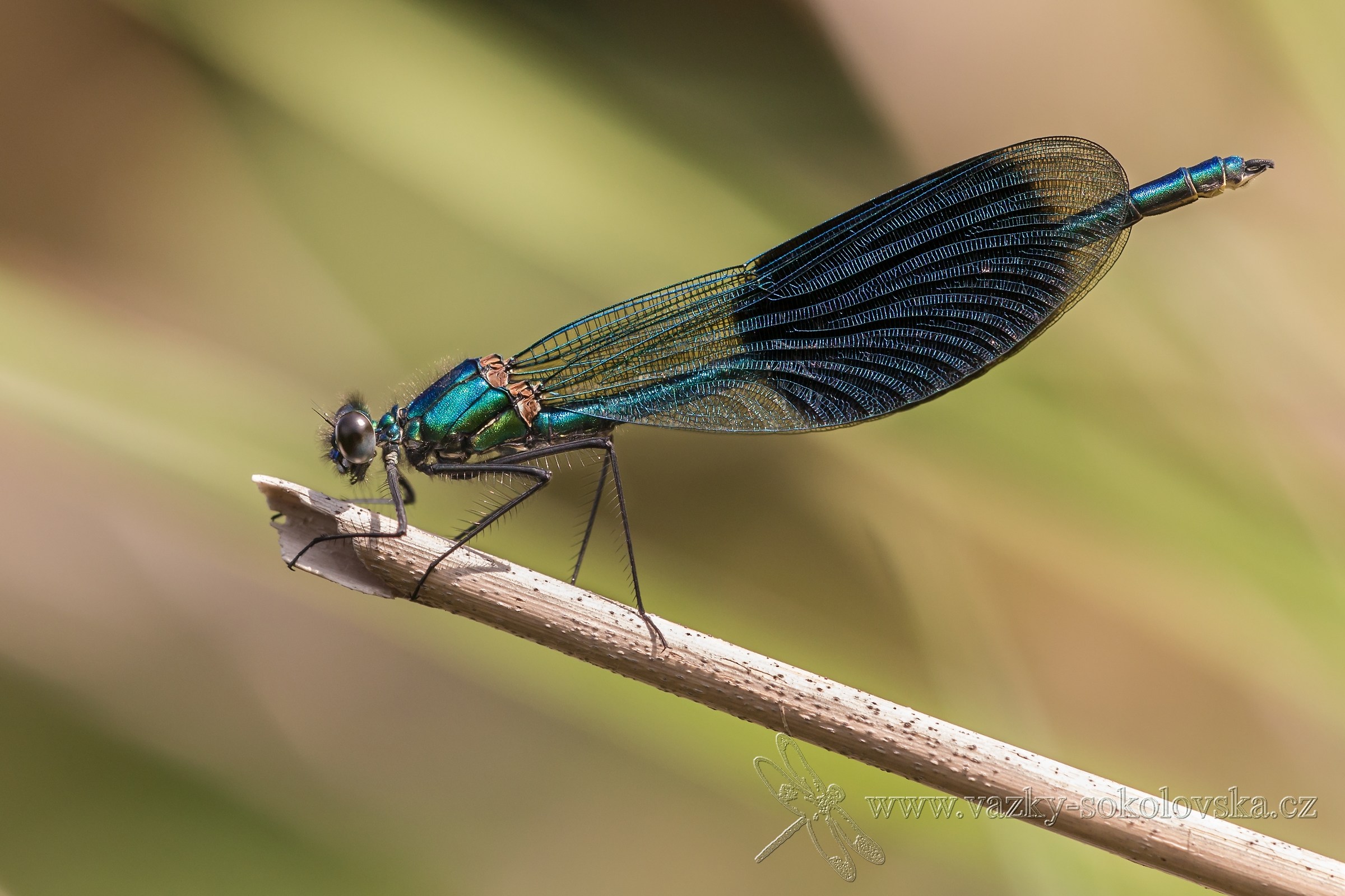 Calopteryx splendens