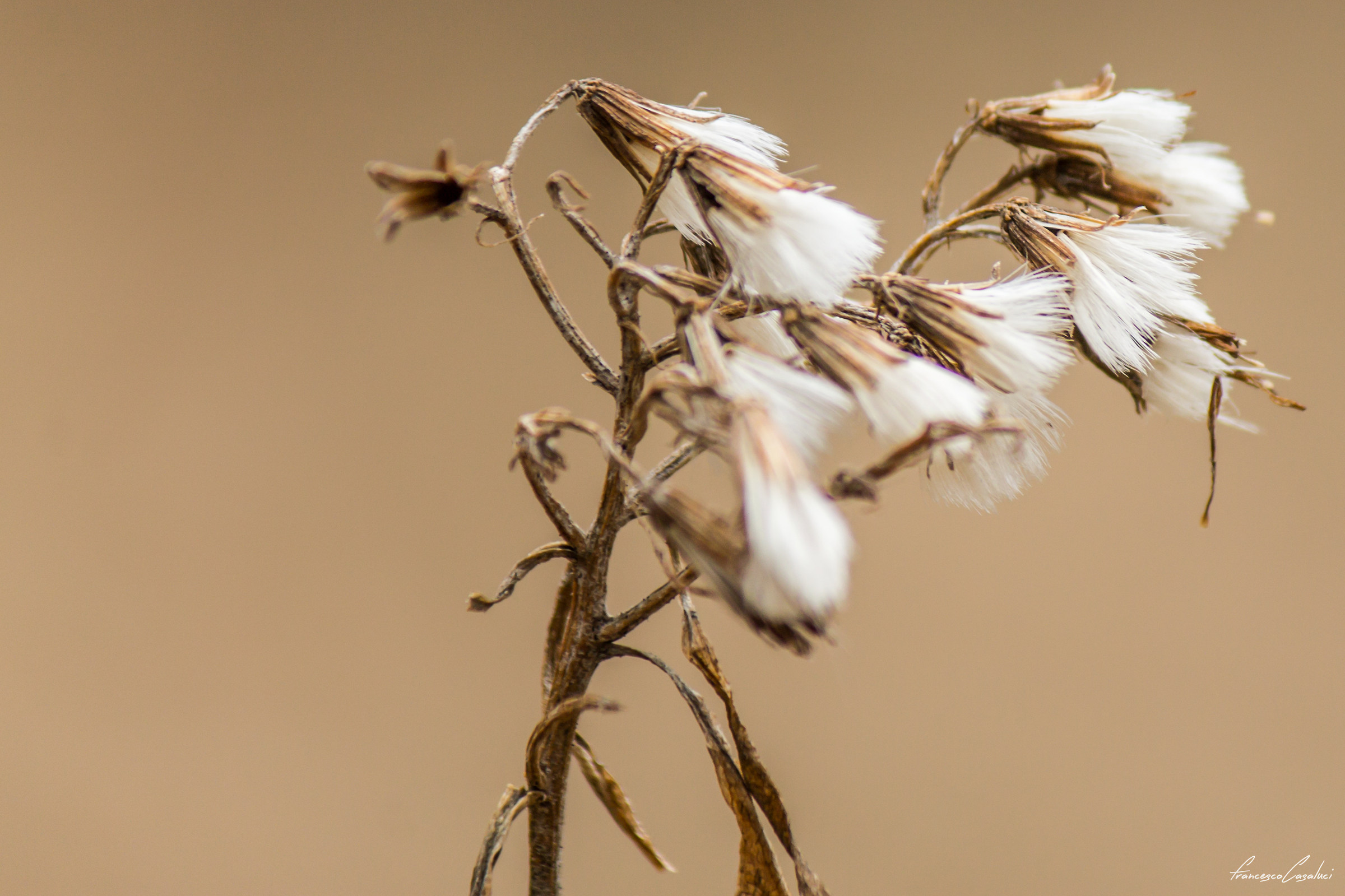 Resistance in the fog