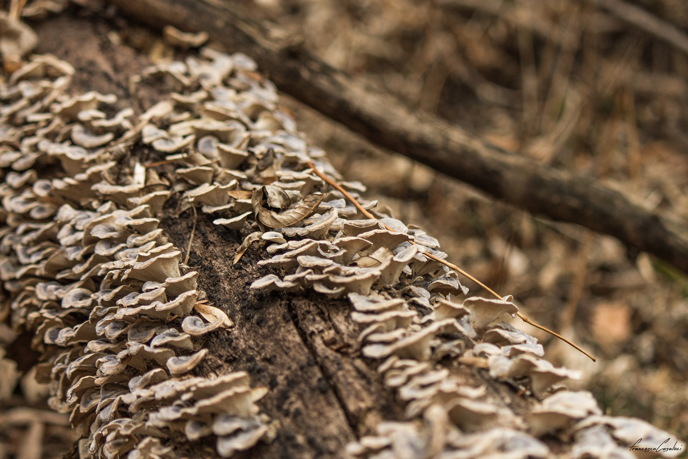 Ricoperto di meravigliosi parassiti