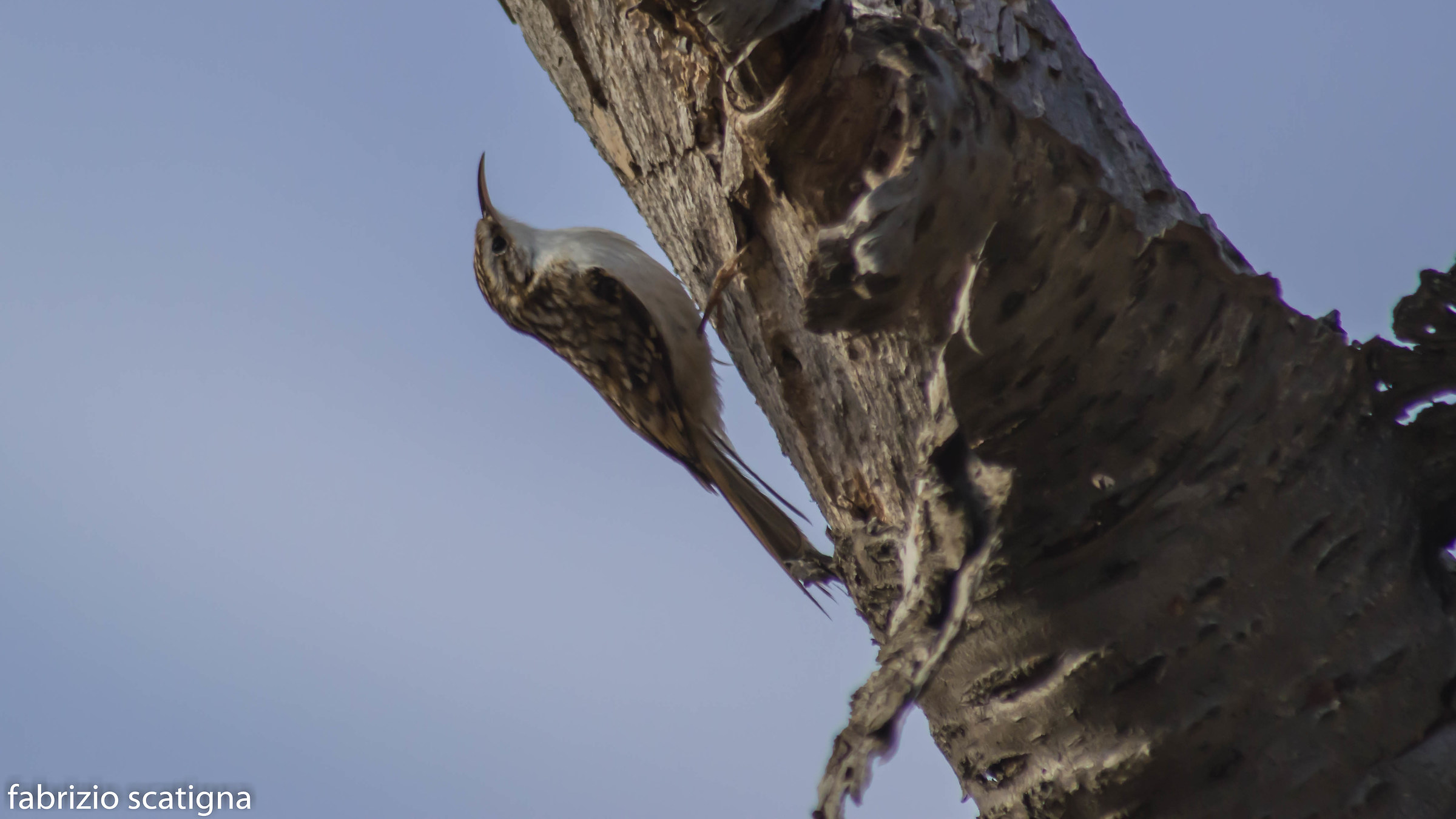 treecreeper