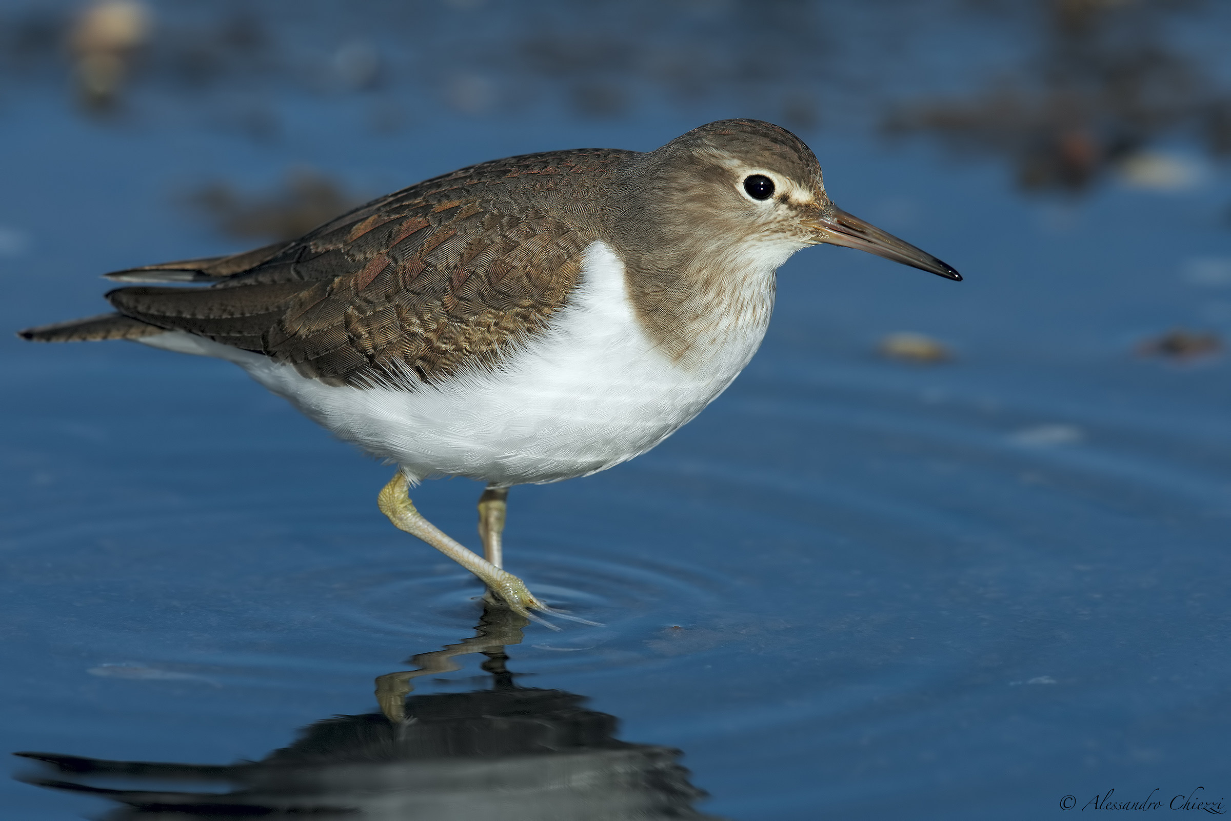 Sandpiper