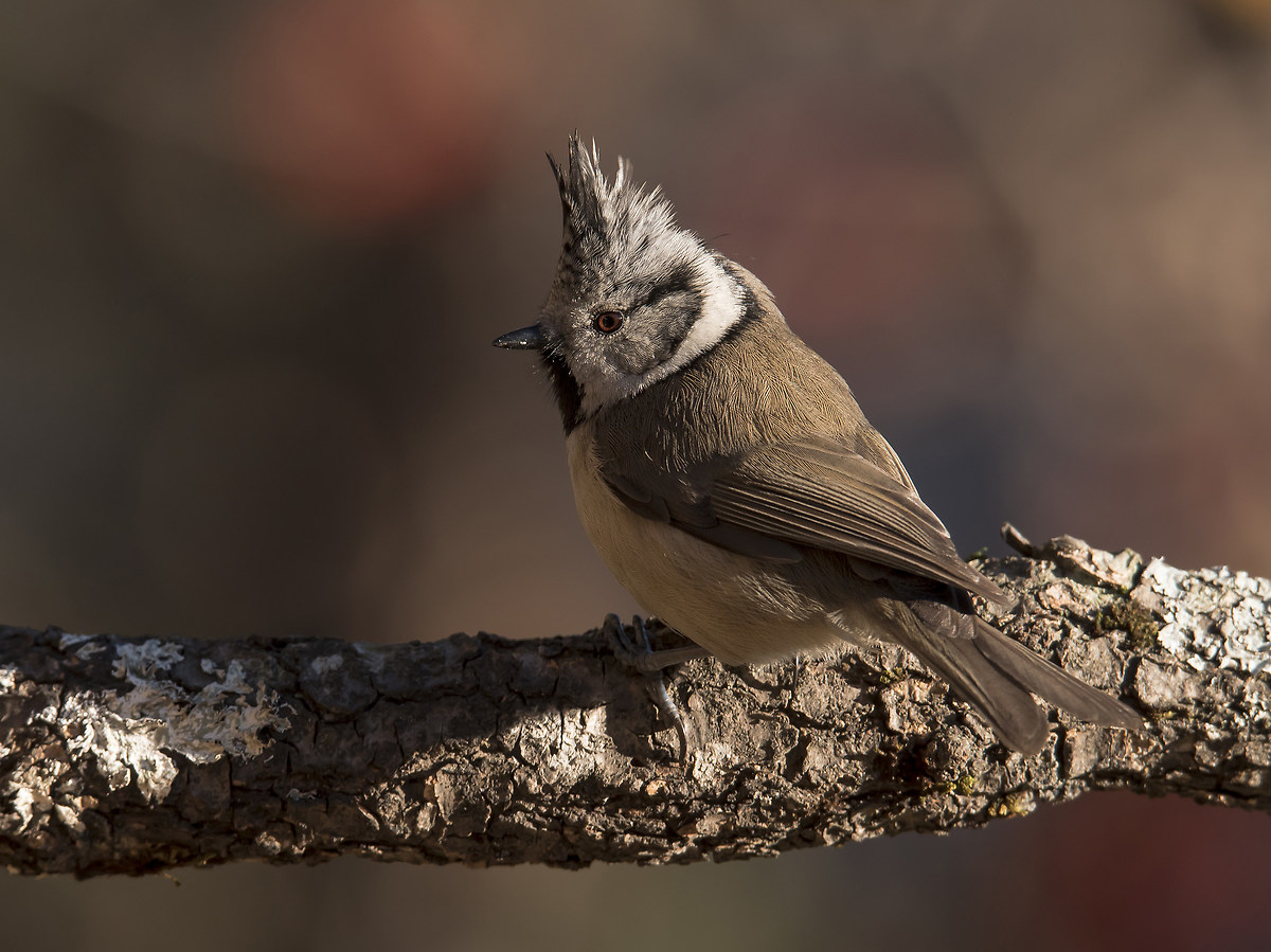 Crested Tit