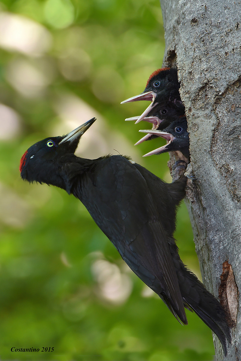 Black woodpecker [Dryocopus martius]