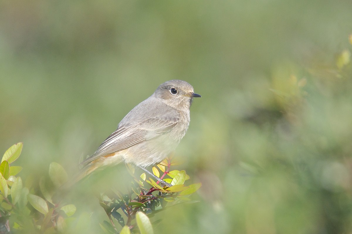 Codirosso spazzacamino