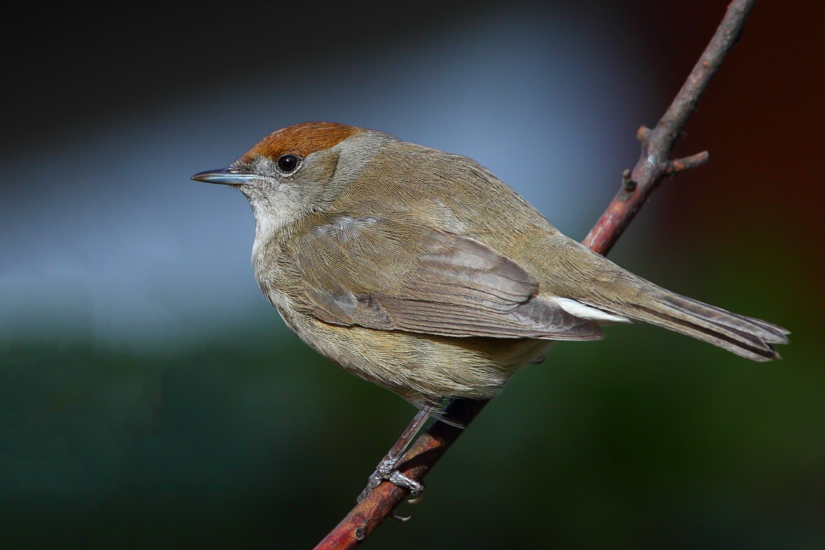Blackcap