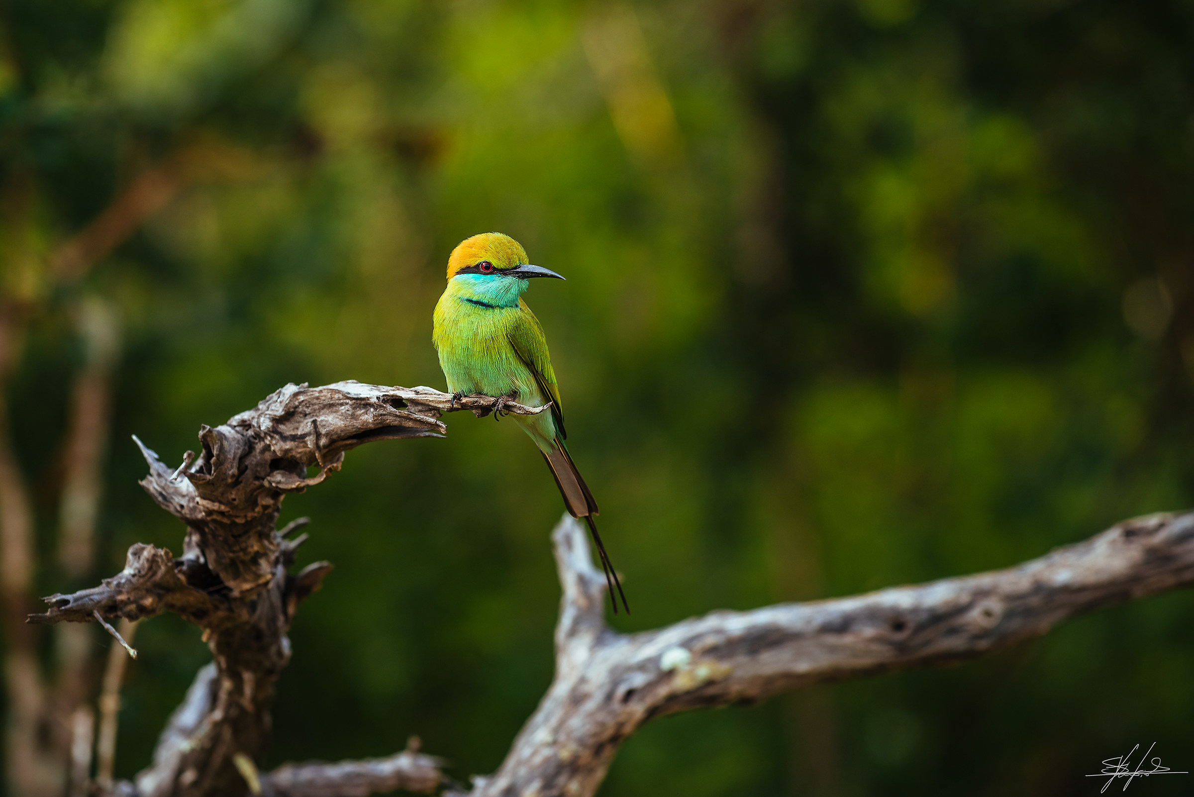 Green bee-eater (Merops orientalis)