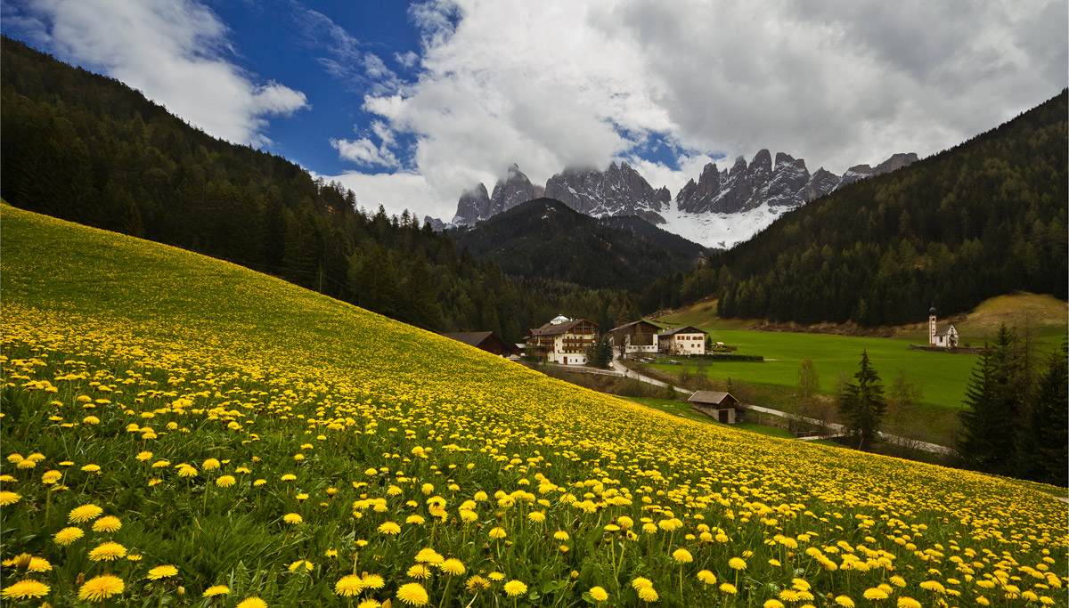 The invasion of the dandelion