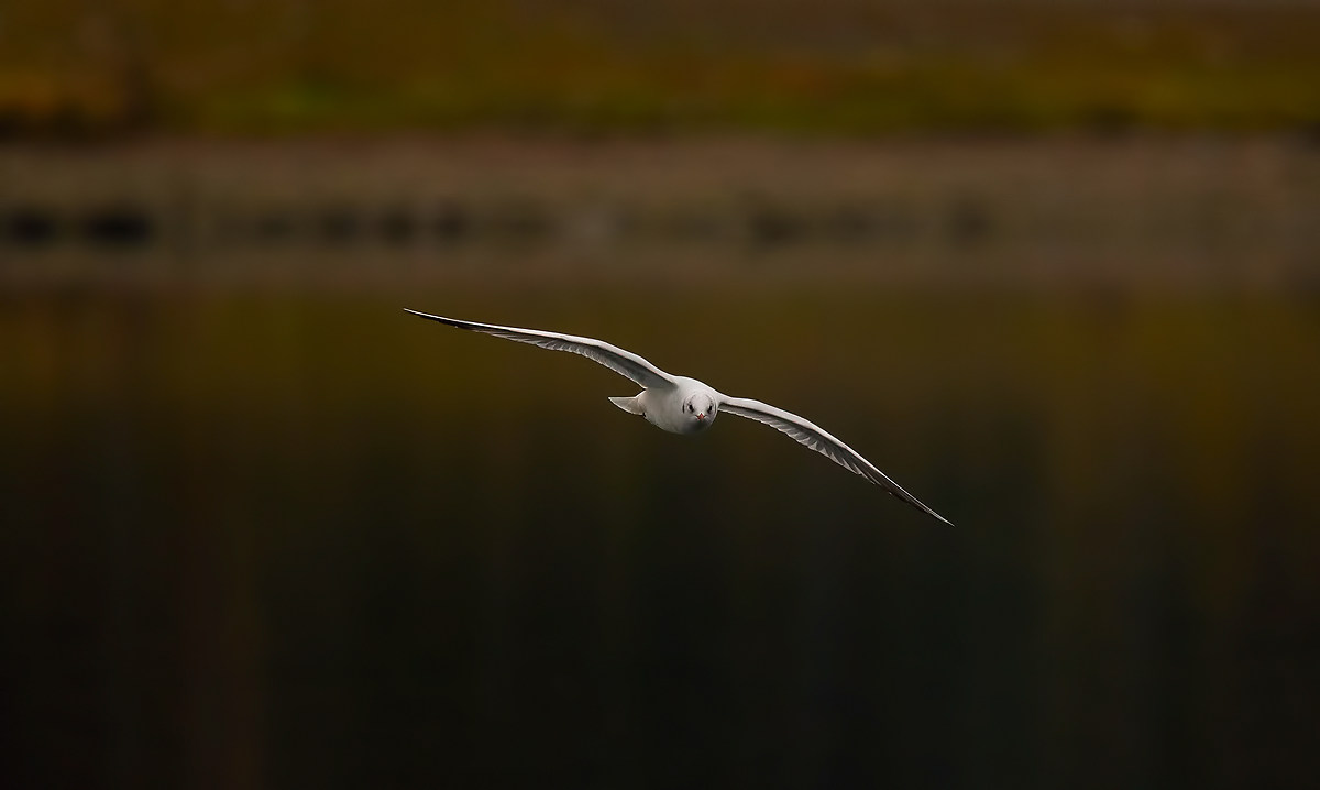 Gabbiano in planata sul Ticino