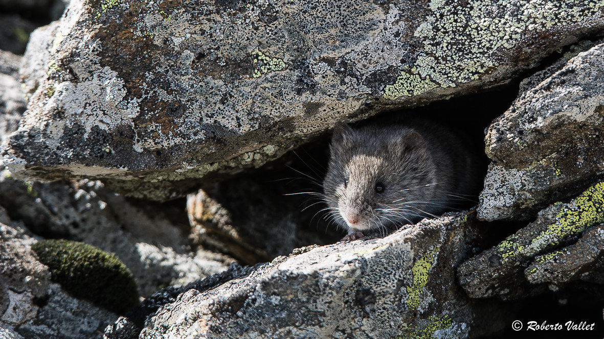 ma guarda un po' chi spunta li dietro...